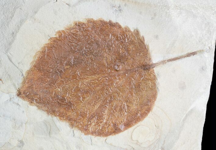 Paleocene Fossil Leaf (Davidia) - Montana #71501